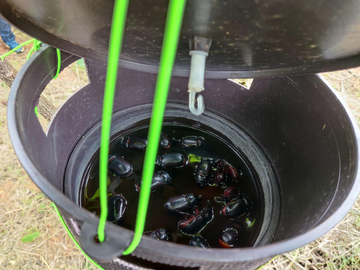The males get attracted to the scent and drown in the water.