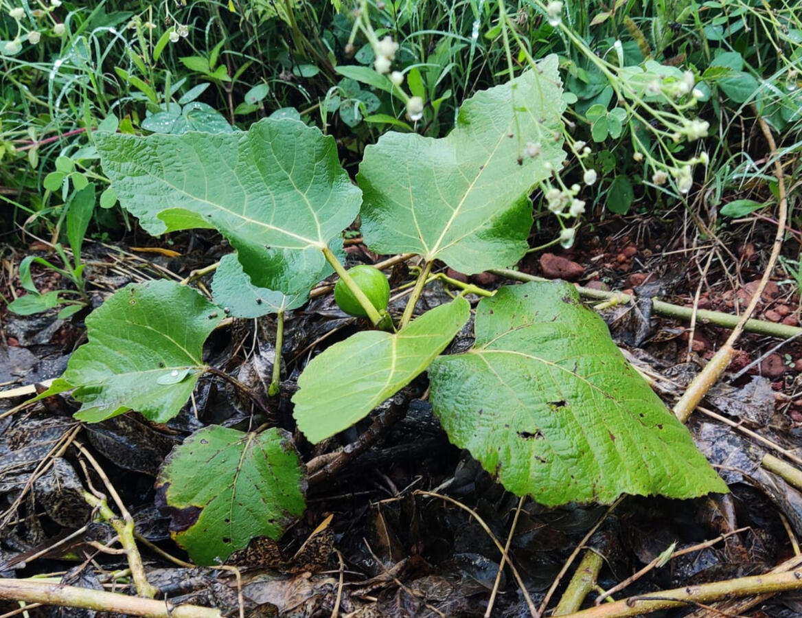 Pune Anjoor, Brown Turkey Ajoor
