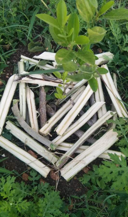 Mulch as per natural farming practises