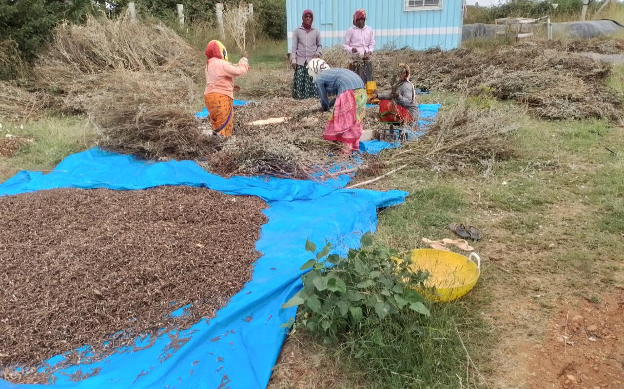 Separating tur from the plants and drying
