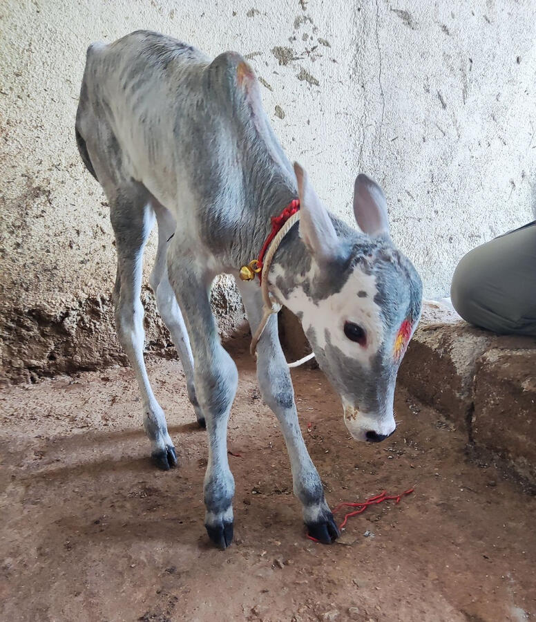 Hallikar male calf born on our farm