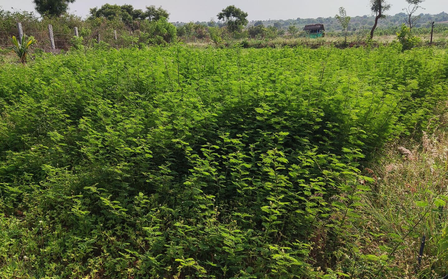 Hedge lucerne, Beli Menthe. Used as fodder for our cows