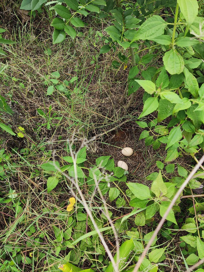 Peacock eggs in a nest