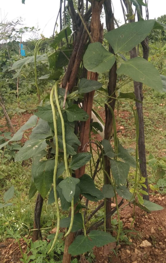 Metre long beans, Alasande
