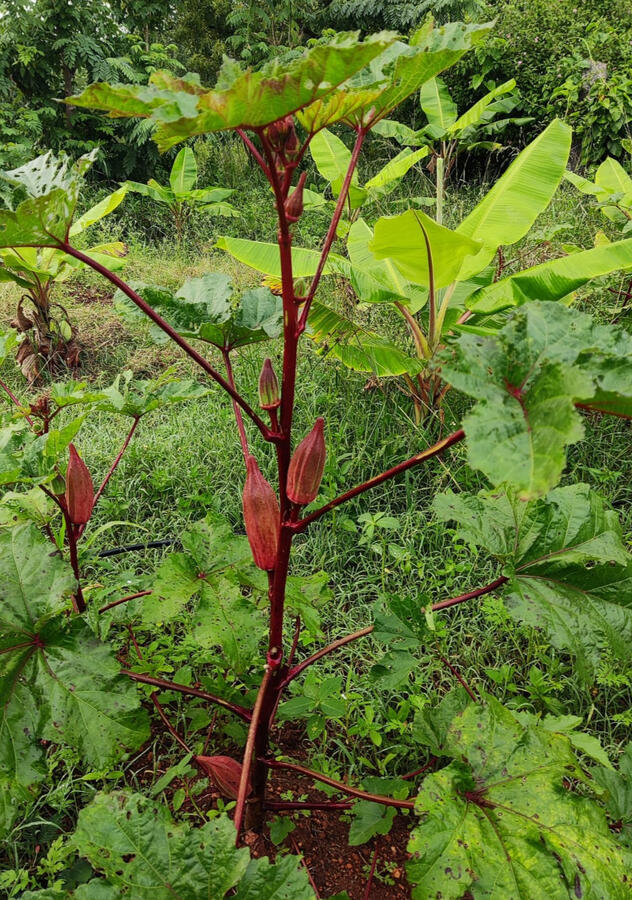 Red Okra