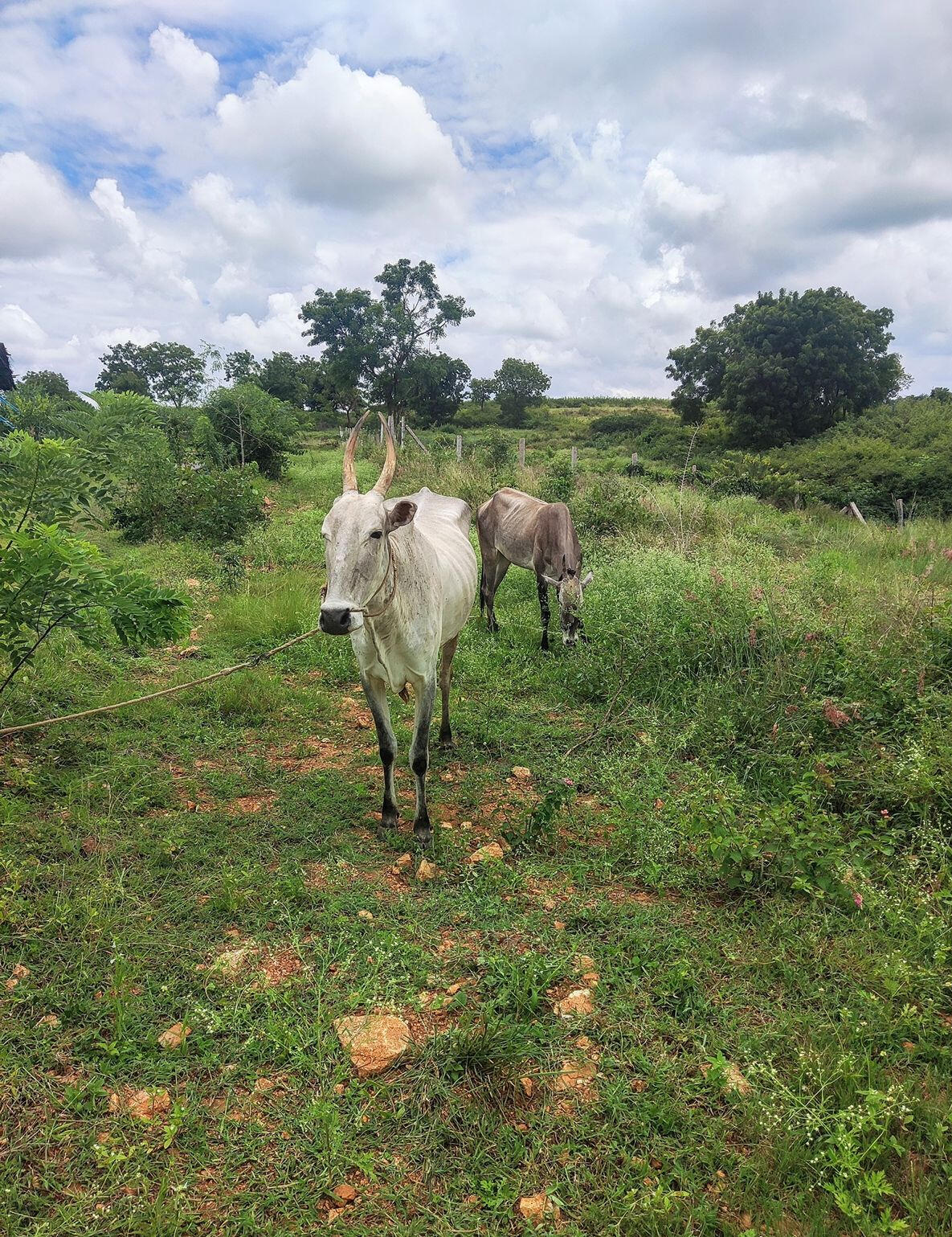 Hallikar cows